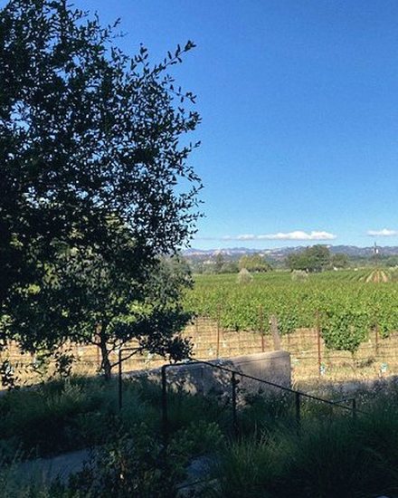 Vineyard country in Sonoma, California
